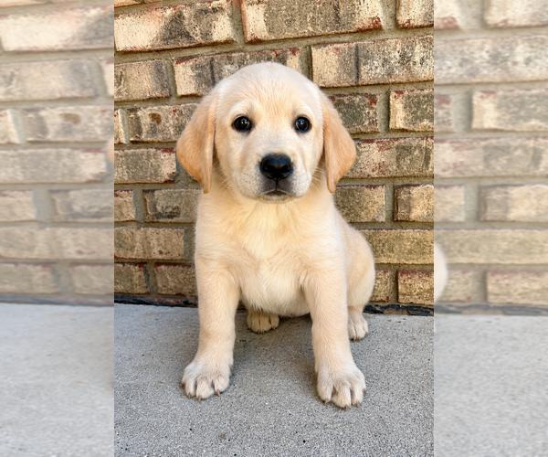Medium Photo #5 Labrador Retriever Puppy For Sale in FAIR HAVEN, MI, USA