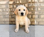 Small #4 Labrador Retriever