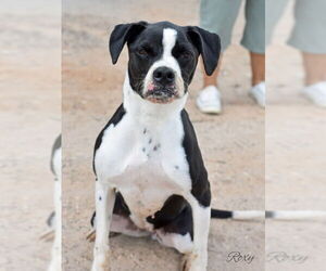 Roxy - Female Boxer-Unknown Mix Dog for Adoption - Photo #3