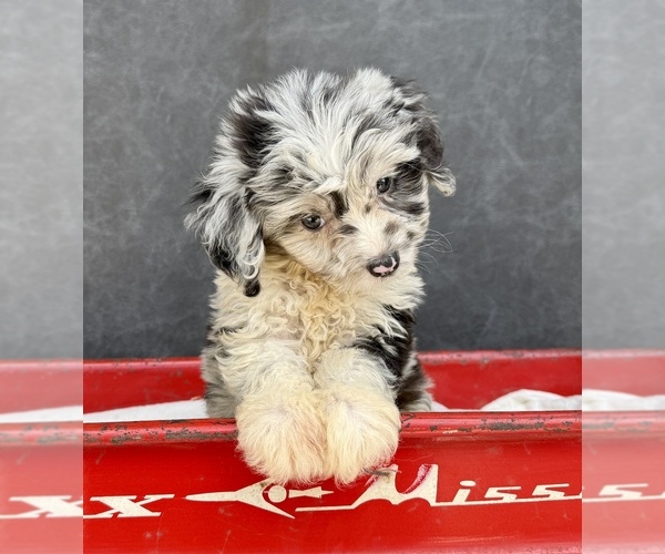 Medium Photo #8 Aussiedoodle Puppy For Sale in OCALA, FL, USA