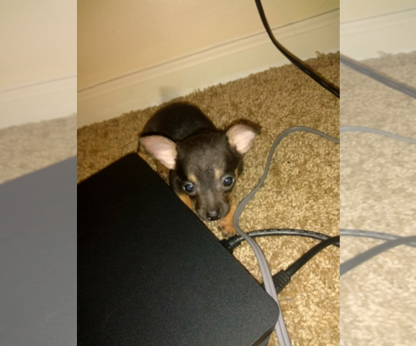 Medium Photo #1 Chihuahua Puppy For Sale in COLS, GA, USA