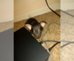 Small Photo #1 Chihuahua Puppy For Sale in COLS, GA, USA