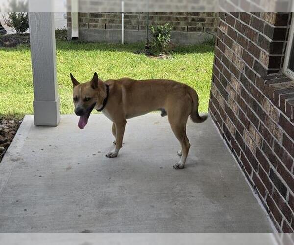 Medium Photo #1 German Shepherd Dog-Unknown Mix Puppy For Sale in Houston, TX, USA