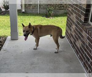 German Shepherd Dog-Unknown Mix Dogs for adoption in Houston, TX, USA