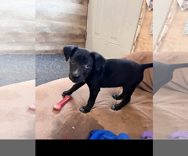 Medium Photo #1 Labrador Retriever-Unknown Mix Puppy For Sale in Tracy City, TN, USA