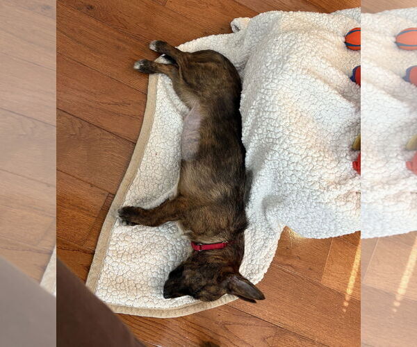 Medium Photo #8 Mutt Puppy For Sale in Philadelphia, PA, USA