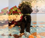 Small Photo #17 Goldendoodle Puppy For Sale in NEW LONDON, NC, USA