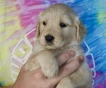 Puppy Wilson Blue Golden Retriever