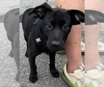 Small #10 Labrador Retriever Mix