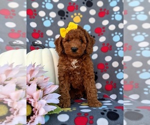 Poodle (Toy) Puppy for sale in OXFORD, PA, USA