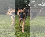 Small #1 German Shepherd Dog