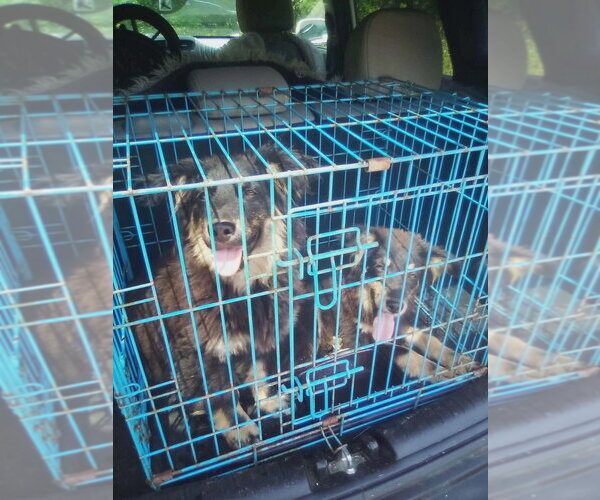 Medium Photo #3 Mutt Puppy For Sale in Aurora, IN, USA
