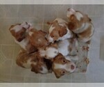Small Photo #15 Brittany Puppy For Sale in CULPEPER, VA, USA