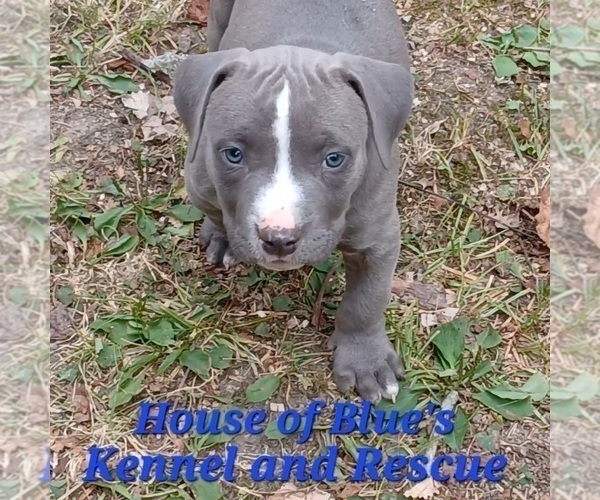 Medium Photo #11 American Pit Bull Terrier Puppy For Sale in DELAWARE, OH, USA