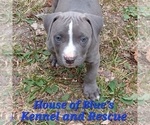 Small Photo #11 American Pit Bull Terrier Puppy For Sale in DELAWARE, OH, USA