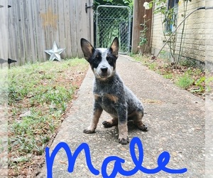 Australian Cattle Dog Puppy for sale in CARTHAGE, TX, USA