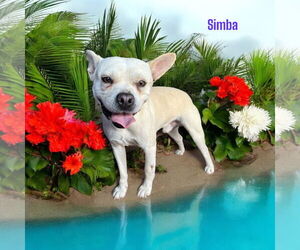 French Bulldog Dogs for adoption in Menifee, CA, USA