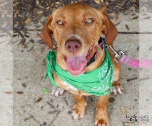 Labrador Retriever-Retriever  Mix Dogs for adoption in Washington, DC, USA