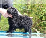 Small #38 Poodle (Toy)