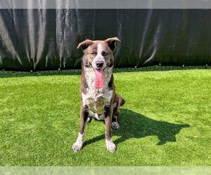 Mutt Dogs for adoption in Orange, CA, USA