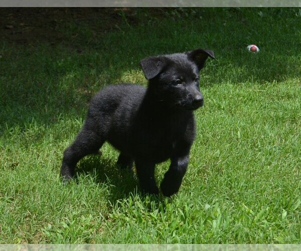 Medium Photo #12 German Shepherd Dog Puppy For Sale in POWDER SPRINGS, GA, USA