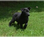 Small Photo #12 German Shepherd Dog Puppy For Sale in POWDER SPRINGS, GA, USA