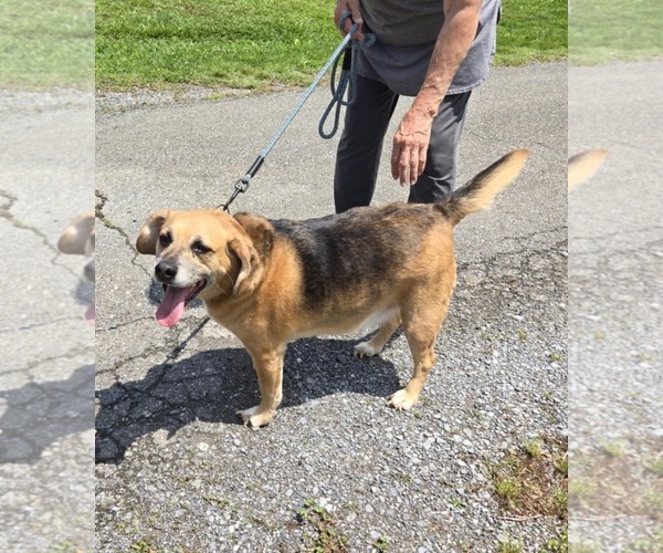 Medium Photo #2 Beagle-Unknown Mix Puppy For Sale in Rustburg, VA, USA