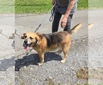 Small #1 Beagle Mix