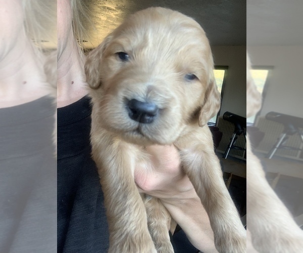 Medium Photo #7 Goldendoodle Puppy For Sale in PAGOSA SPRINGS, CO, USA