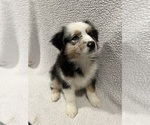 Small #4 Australian Shepherd