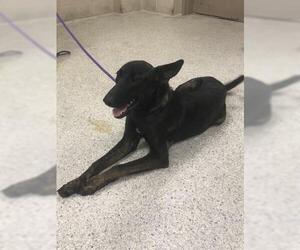 German Shepherd Dog Dogs for adoption in Conroe, TX, USA
