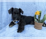 Small #5 Schnauzer (Miniature)