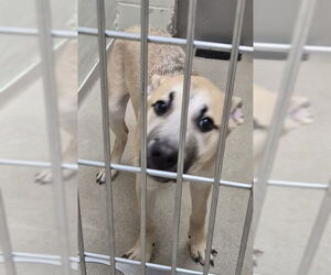 German Shepherd Dog-Unknown Mix Dogs for adoption in Decatur, IL, USA