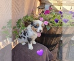 Puppy Milly Australian Shepherd