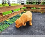 Small #5 Golden Retriever