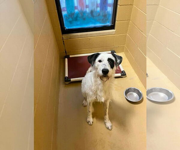 Medium Photo #2 Mutt Puppy For Sale in Rockaway, NJ, USA