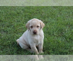 Small Photo #4 Labrador Retriever Puppy For Sale in DENMARK, SC, USA