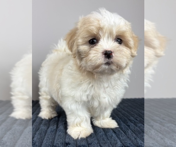 Medium Photo #5 Mal-Shi Puppy For Sale in INDIANAPOLIS, IN, USA