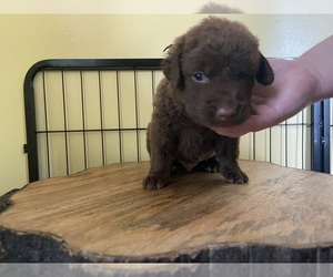 Chesapeake Bay Retriever Puppy for sale in HOMER, NY, USA