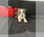 Small Photo #3 Boston Terrier Puppy For Sale in BEECH GROVE, IN, USA
