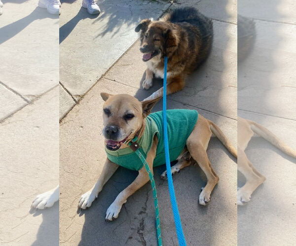 Medium Photo #2 American Pit Bull Terrier-Unknown Mix Puppy For Sale in Newport Beach, CA, USA