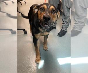Rottweiler-Unknown Mix Dogs for adoption in Baytown, TX, USA