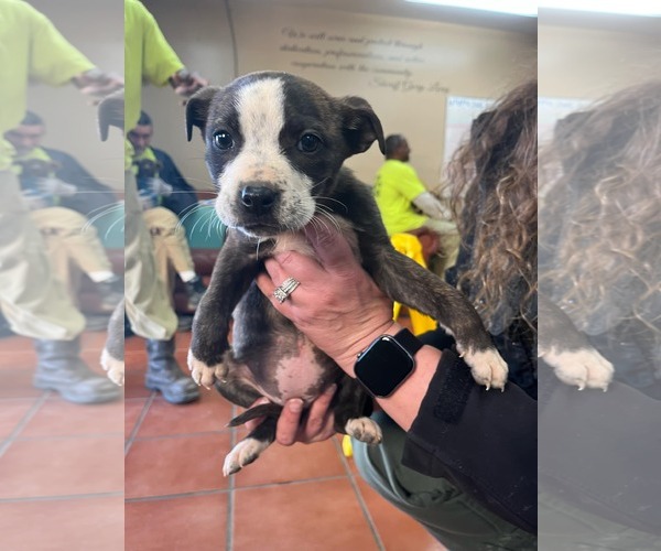 Medium Photo #26 American Staffordshire Terrier-German Shepherd Dog Mix Puppy For Sale in McDonough, GA, USA