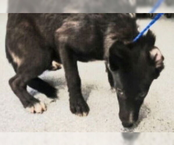 Medium Photo #2 German Shepherd Dog-Unknown Mix Puppy For Sale in Houston, TX, USA