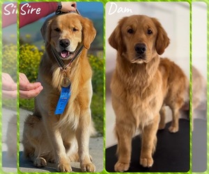 Golden Retriever Dog for Adoption in SACRAMENTO, California USA