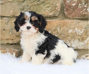 Cavachon Puppy for sale in FREDERICKSBG, OH, USA