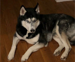 Small Photo #1 Goberian Puppy For Sale in MAINEVILLE, OH, USA