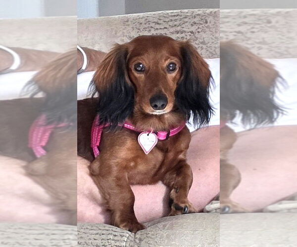 Medium Photo #12 Dachshund Puppy For Sale in Shelbyville, TN, USA