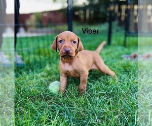 Vizsla Puppy for sale in HYRUM, UT, USA