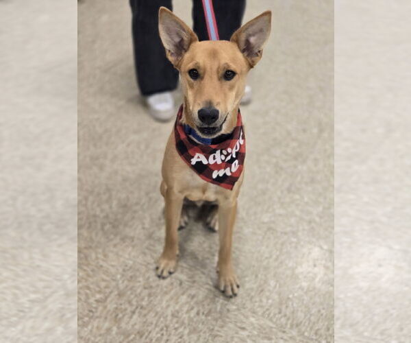 Medium Photo #1 Mutt Puppy For Sale in Minneapolis, MN, USA